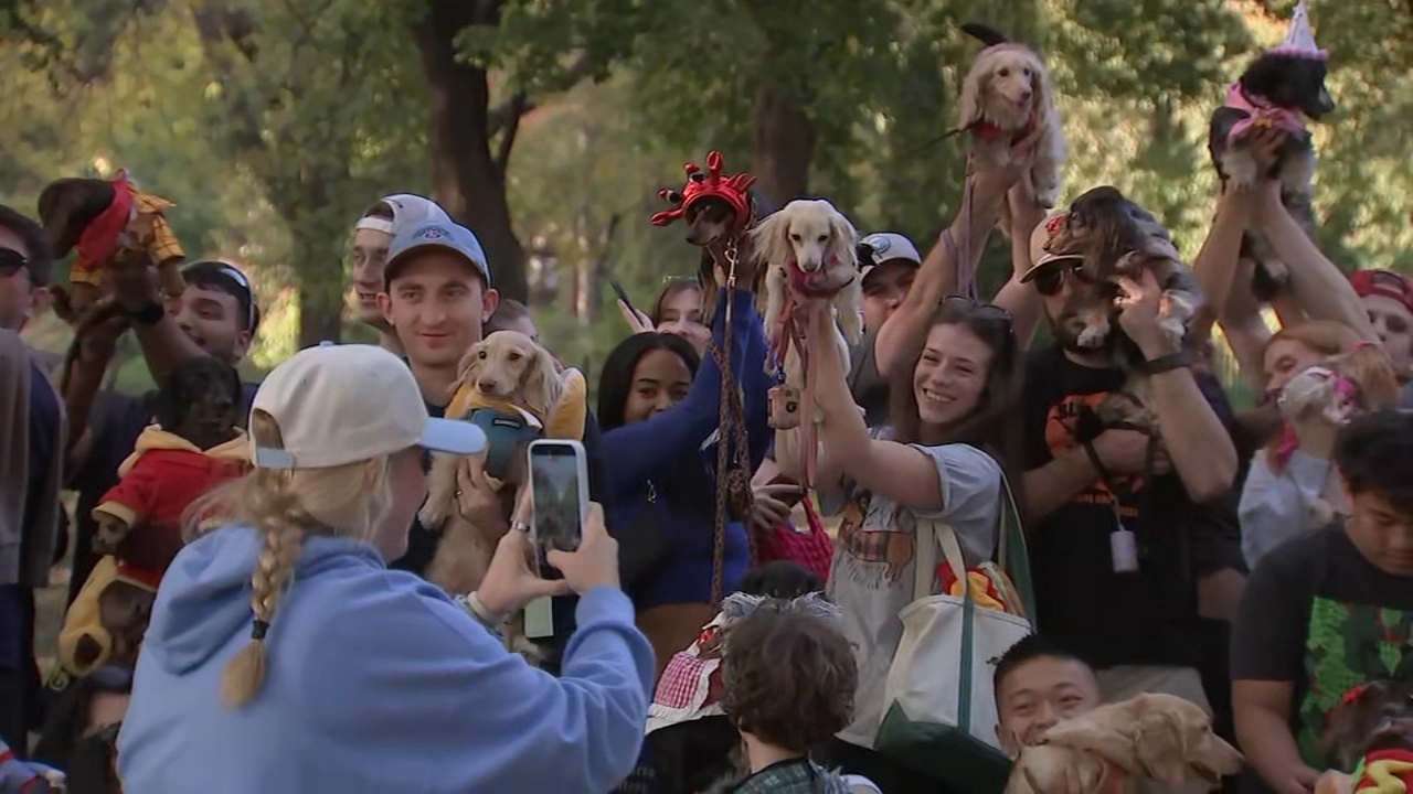 Over 100 dachshunds in Halloween costumes parade through a park in Chicago.