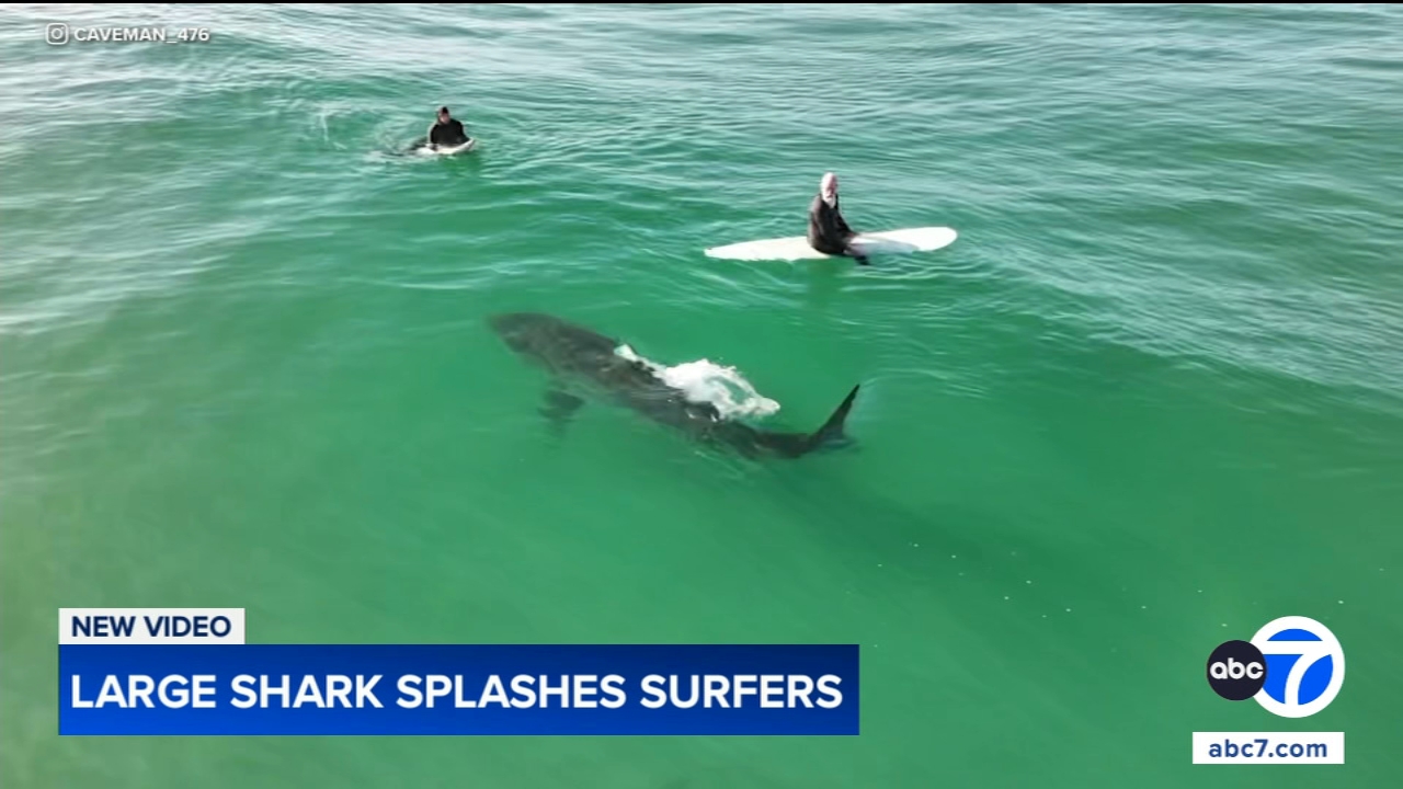 Shark swims near surfers, splashes one with its tail in close encounter off California coast, video shows
— Arlington Heights Sports news