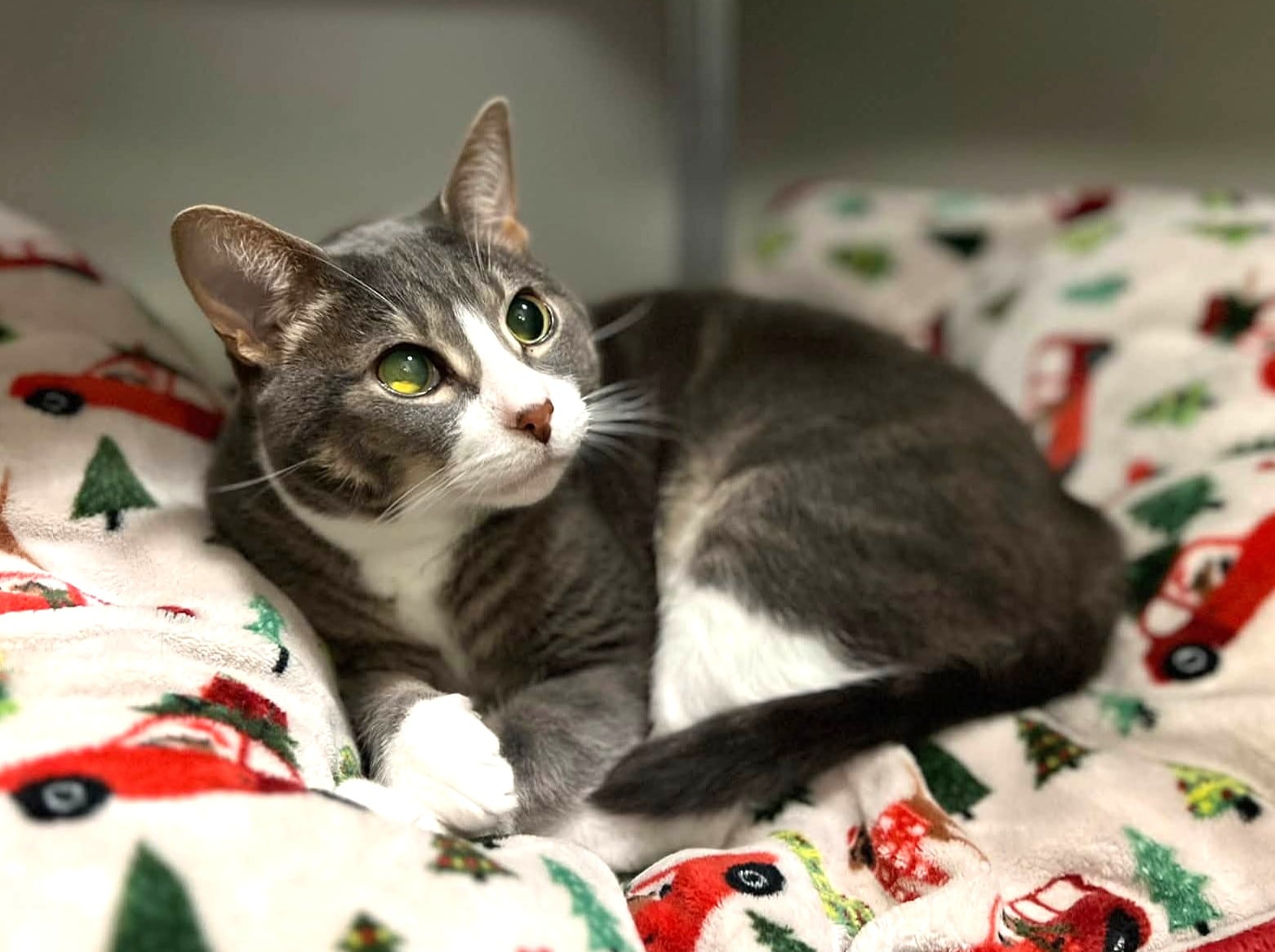 Vision-impaired cat ready to win over her forever family — Arlington Heights Community news