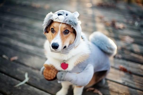 5 Things to Do in Kankakee County: Howl-O-Ween, Spooky Skate, last Kankakee Farmers Market of season — Arlington Heights Business news